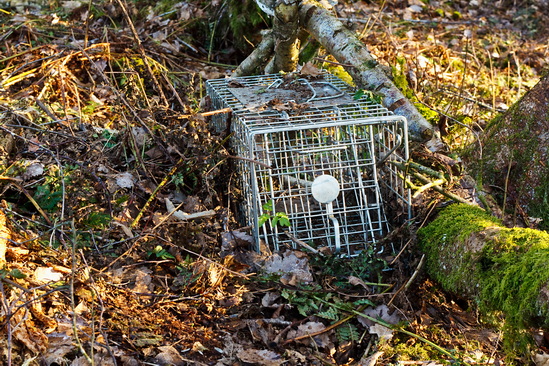 Live trapping raccons and skunks