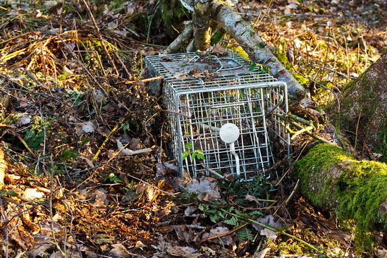 Homepage 10 Live trapping raccons and skunks