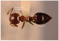 Acrobat Ant