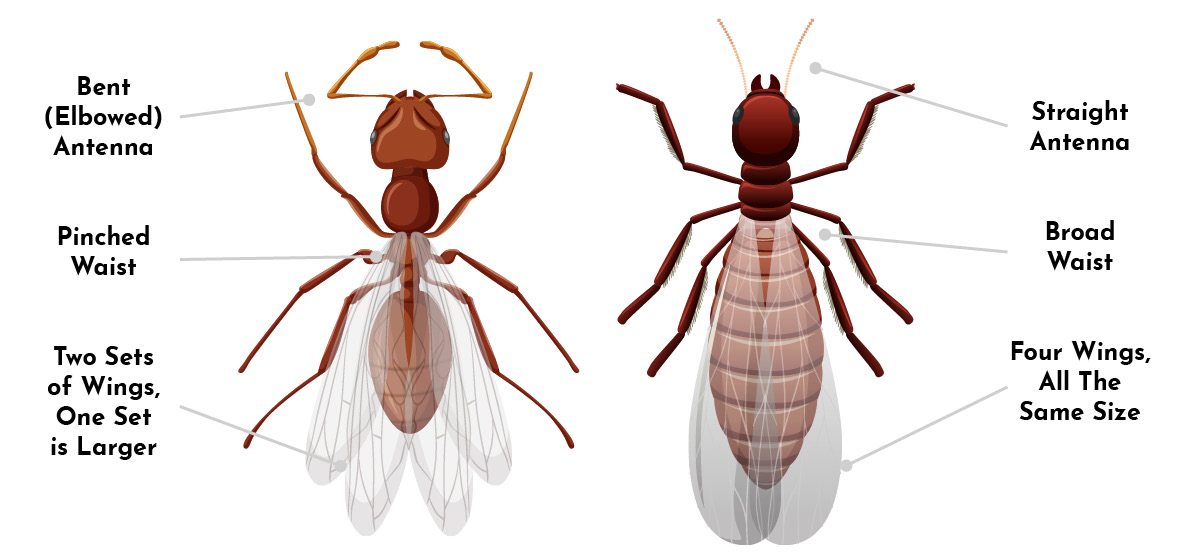 Termites 6 Alate vs winged ant