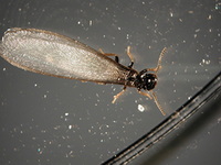 Termites 2 Winged Alates