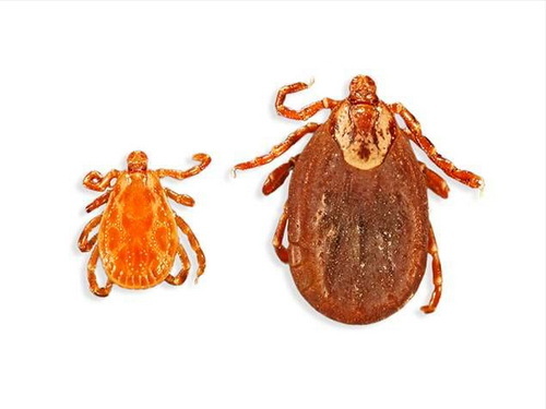 dog tick