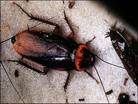 American cockroach