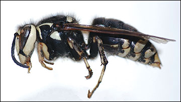 Stinging Insects 4 Baldfaced Hornet