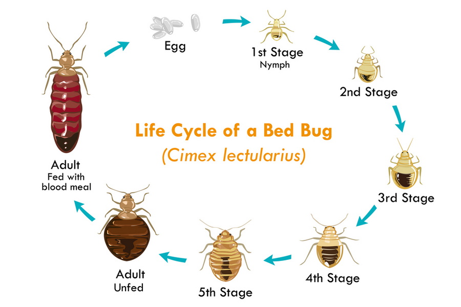 bedbugs pest control columbia, missouri