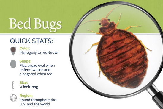 bedbug chemical treatment missouri