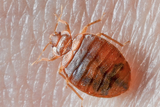 heat treatment for bedbugs