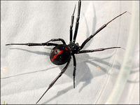 Black Widow spiders