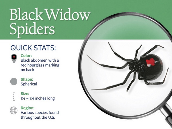 Black Widow