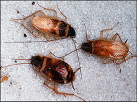 Brown-banded roaches