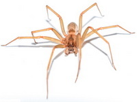Brown Recluse spiders