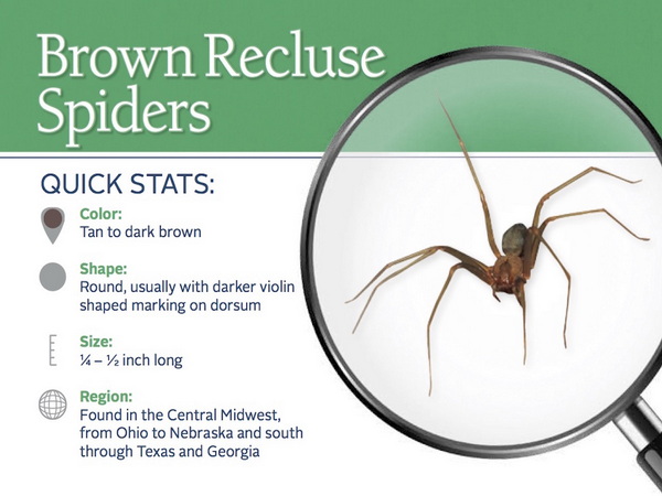 Brown Recluse