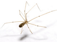Spiders 3 Daddy Longlegs