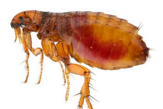 ticks and flea pest control columbia, missouri