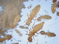 Termites 5 Nymphs and workers
