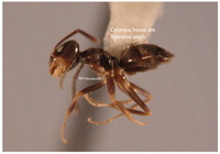 Odorous House Ant