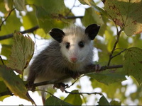 Oppossum