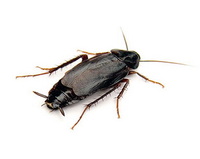 Oriental cockroach