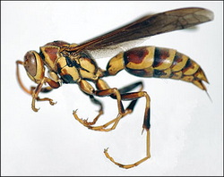 Paper wasp