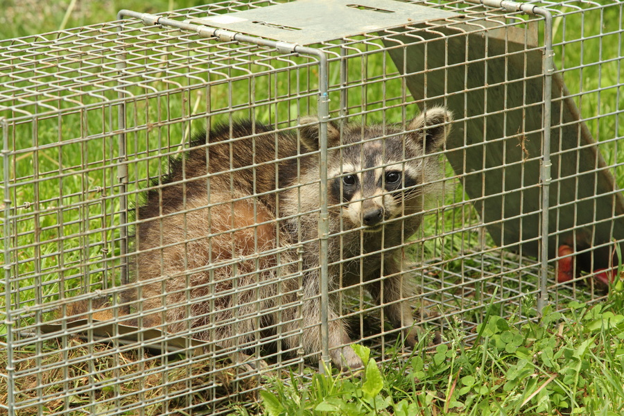 live animal trapping columbia, mo