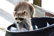 Raccoon wildlife