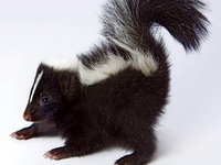 skunk