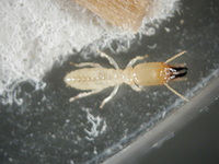 Termites 3 Soldier caste