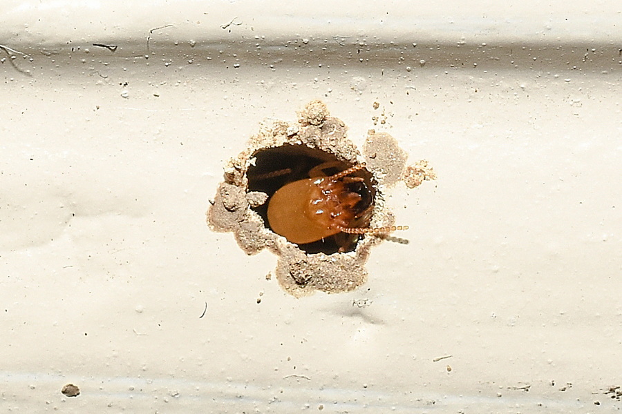 Termites 1 termite treatment information