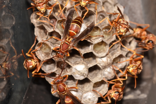 General Pest Control 3 wasp