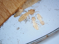Termites 4 worker caste