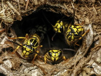 Yellowjack ground nest