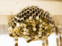 yellowjacket nest above ground