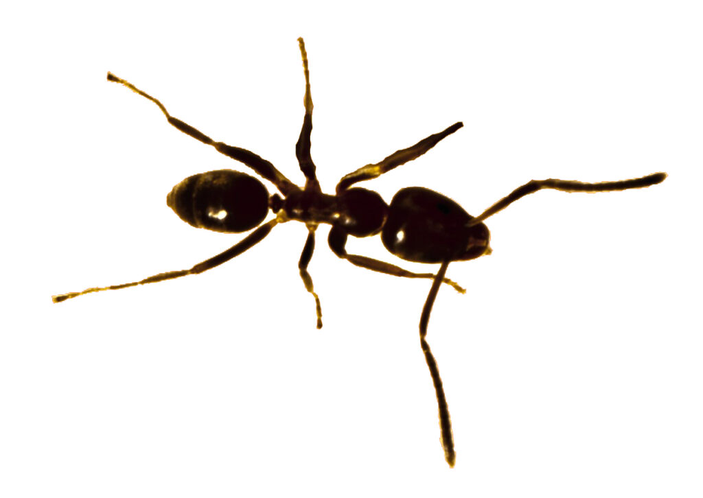 Argentine ant no text