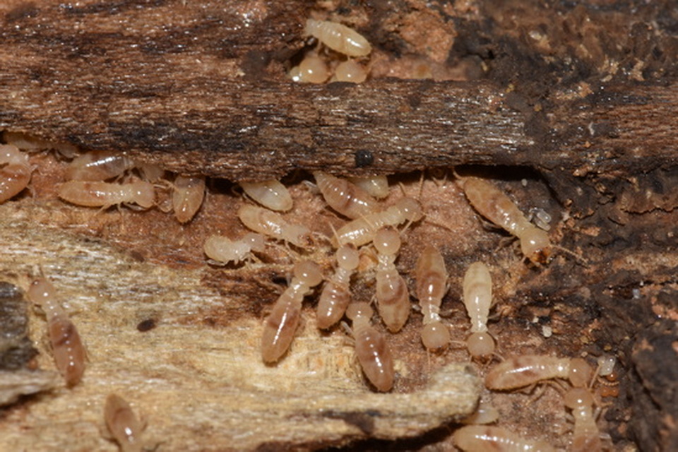 termite1 640