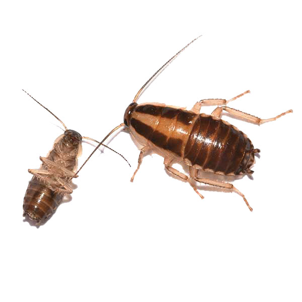 German cockroaches 1