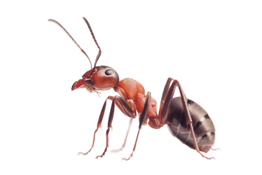 ants extermination and pest control