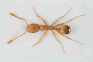 Ants 5 Pharaoh Ant