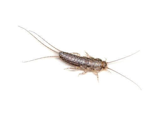 silverfish insect