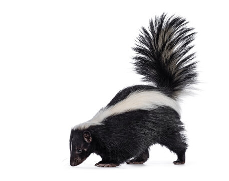 skunk